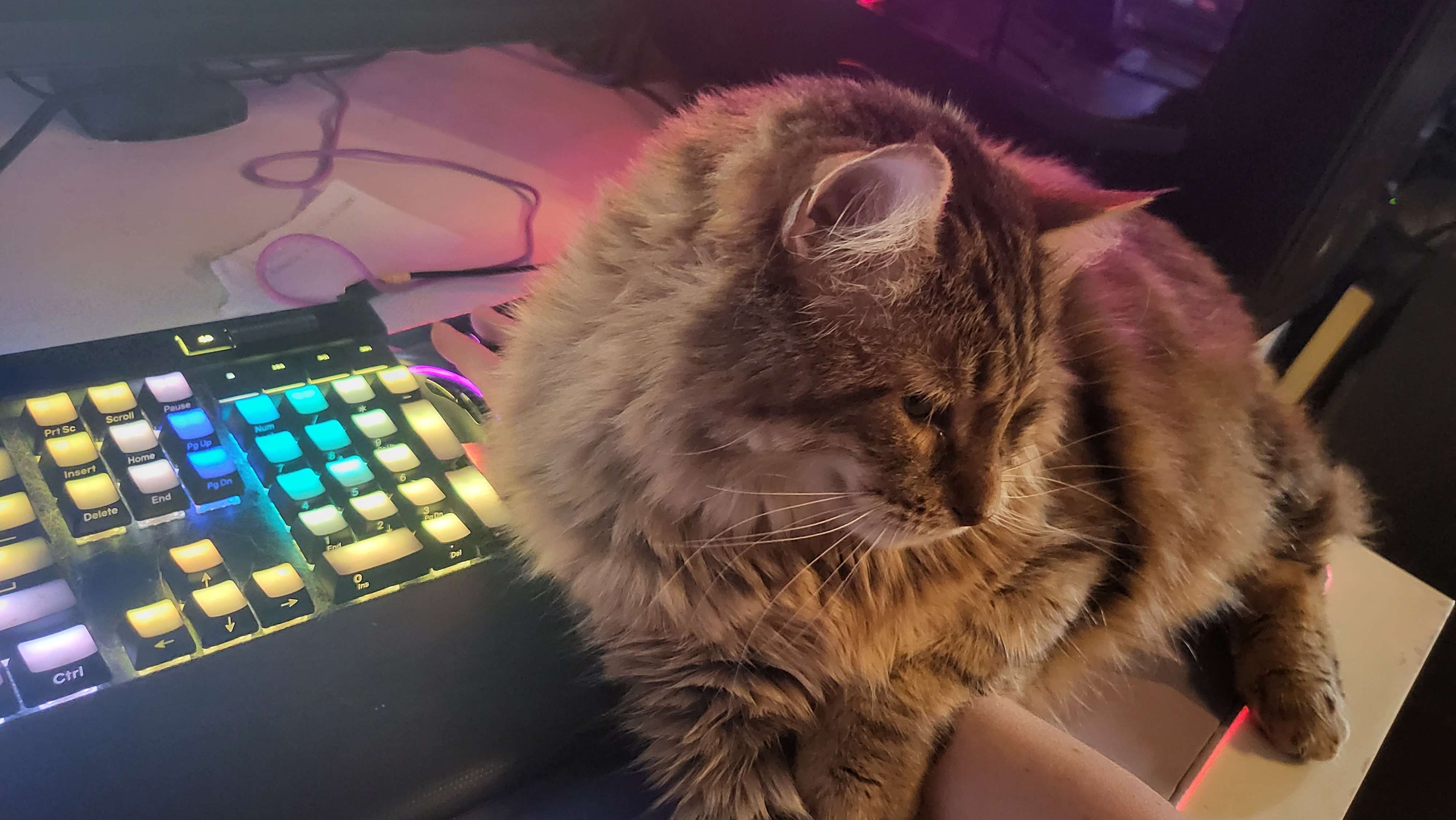 Cat sitting on a desk next to a colorful keyboard