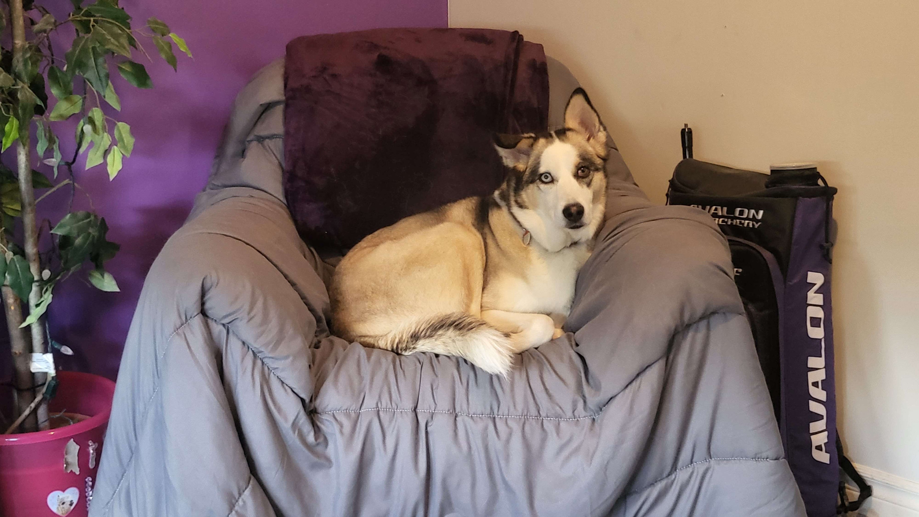Dog lying on a gray cushion with a purple blanket and a plant in the background