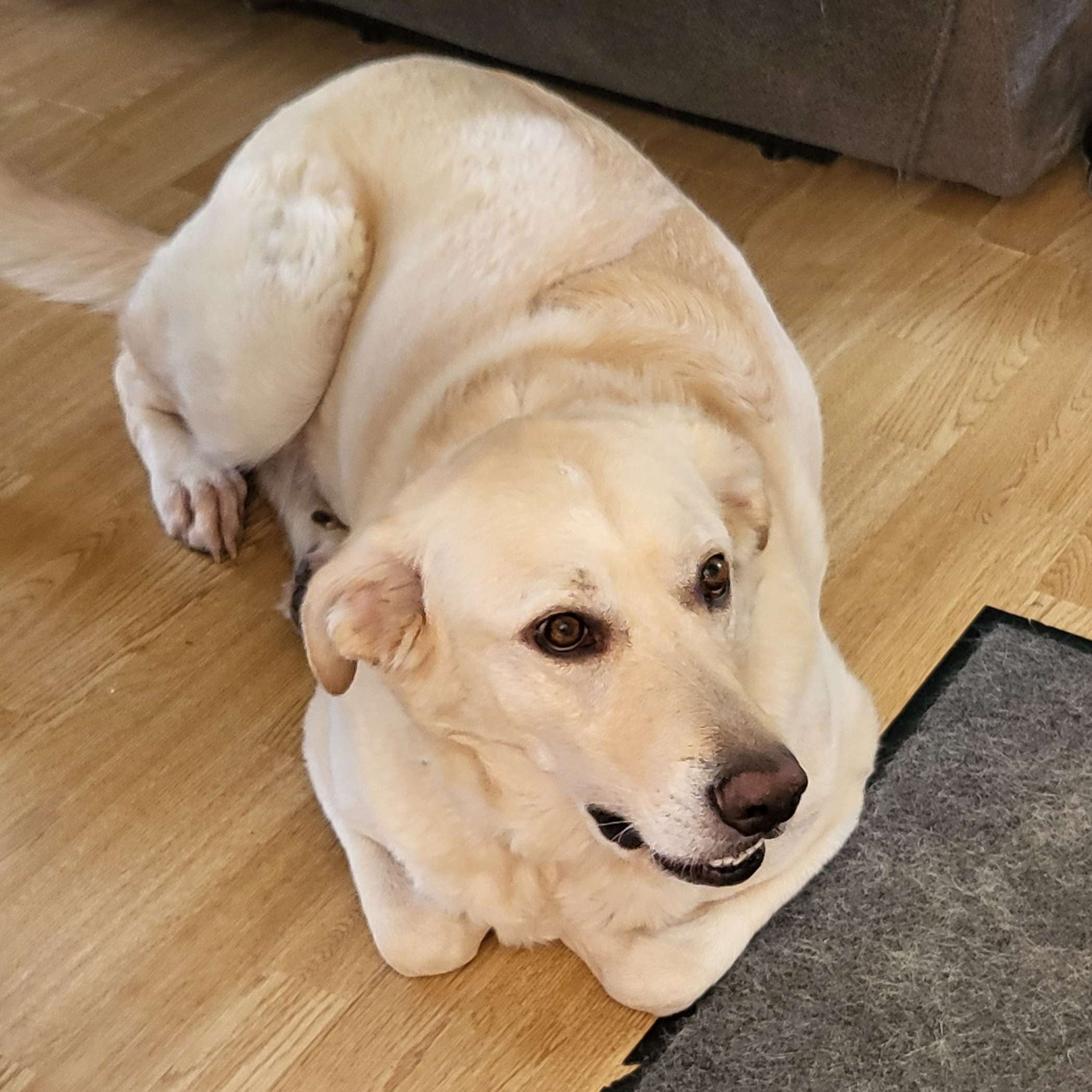 White dog sitting on a wooden floor next to a gray rug